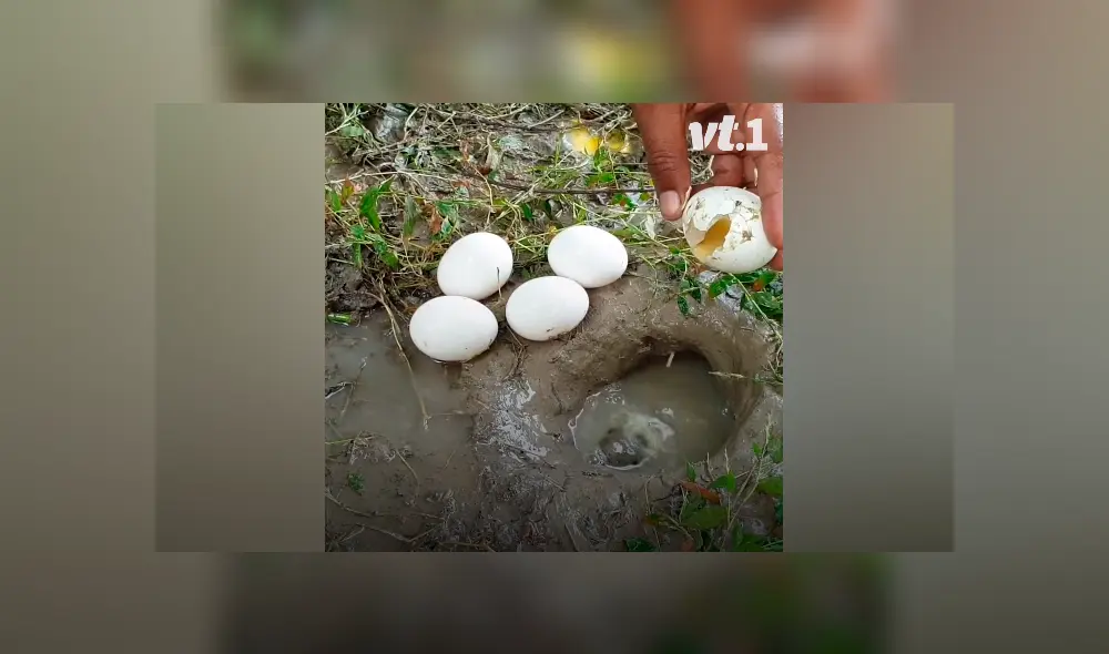 Desliza hacia la izquierda para ver los peces que aparecen en el video viral de Facebook.