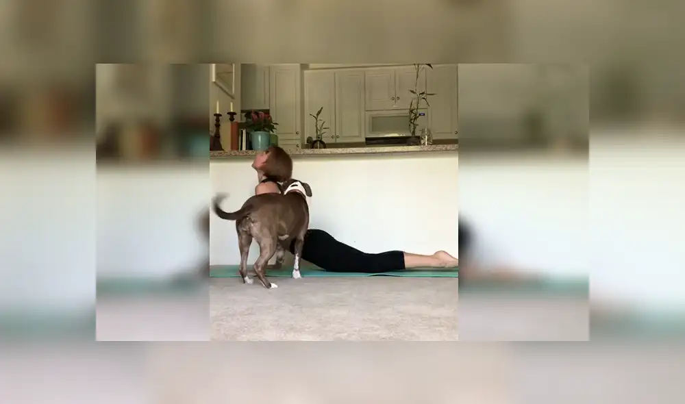 Bailarina profesional protagonizó un divertido ‘blooper’ cuando intentaba grabar su rutina de yoga y fue sorprendida por su mascota