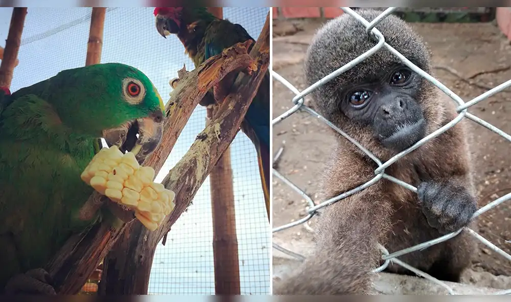 Zoológicos piden ayuda para alimentar animales de Piura. Zoológicos piden ayuda para alimentar animales de Piura.