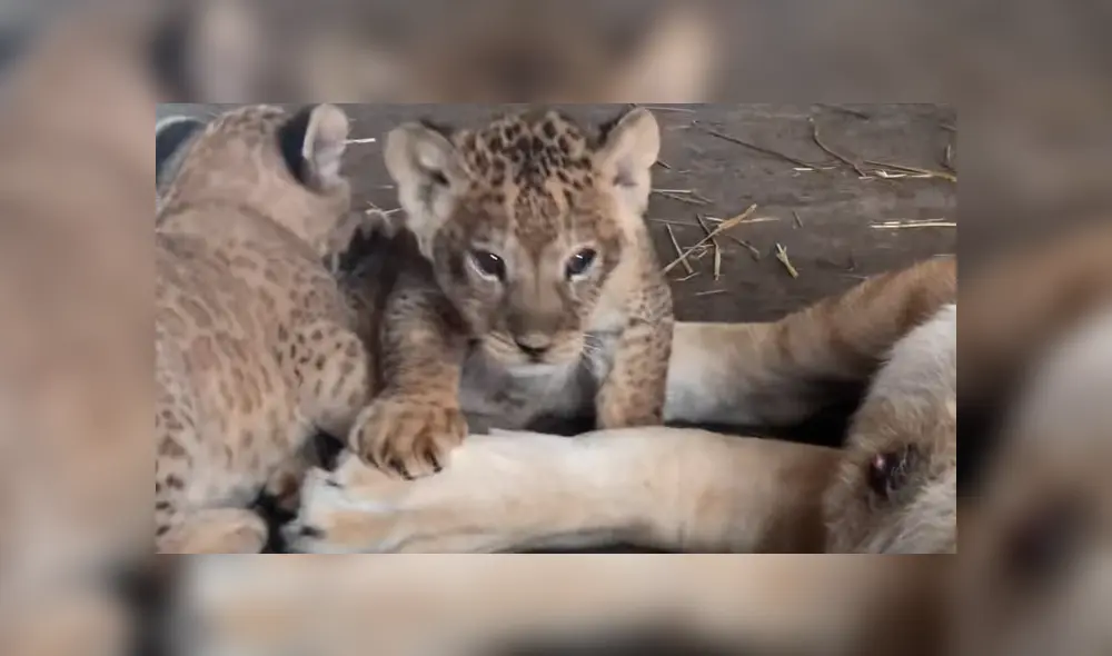 Cuidador de leones ingresa a jaula de familia de felinos, sin imaginar lo que pasaría al acercarse.