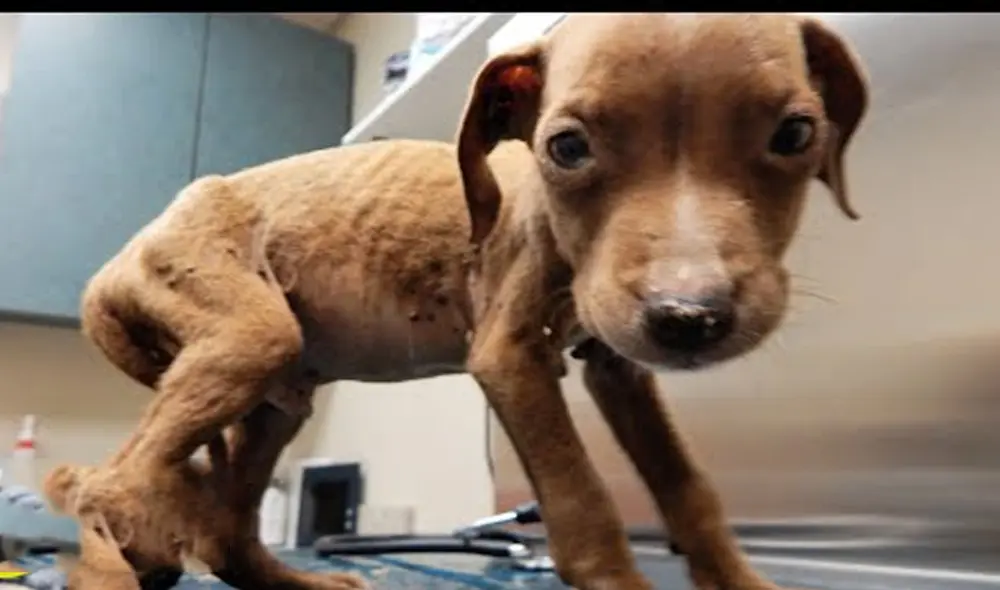 Desliza hacia la izquierda para ver las imágenes del video viral. Foto: Captura de YouTube.