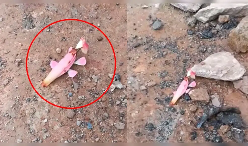 YouTube: encuentran extraña criatura y miles creen que es un Pokémon YouTube: encuentran extraña criatura y miles creen que es un Pokémon