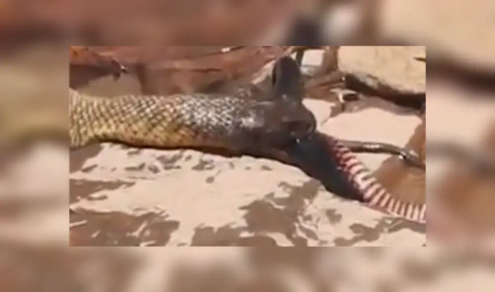 Facebook viral: gigantesca culebra canibal 'asesina' a pequeña criatura venenosa [VIDEO]