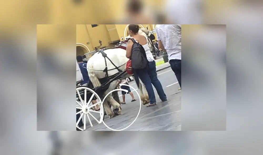 Denuncian maltrato animal en Plaza de Mayor de Lima 