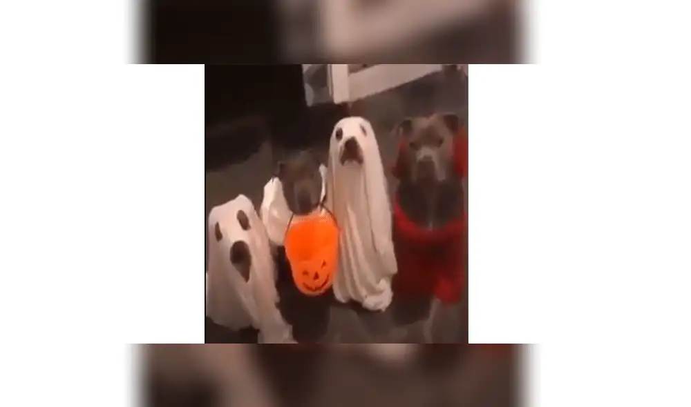 Acude a su puerta y encuentra a sus perros listos para celebrar Halloween [VIDEO]