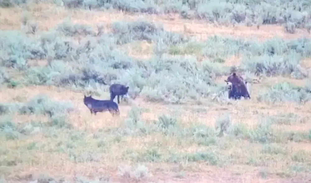 Los oseznos también se pararon sobre sus dos patas tratando de imponerse ante los lobos. Foto: Wolf Tracker / Facebook