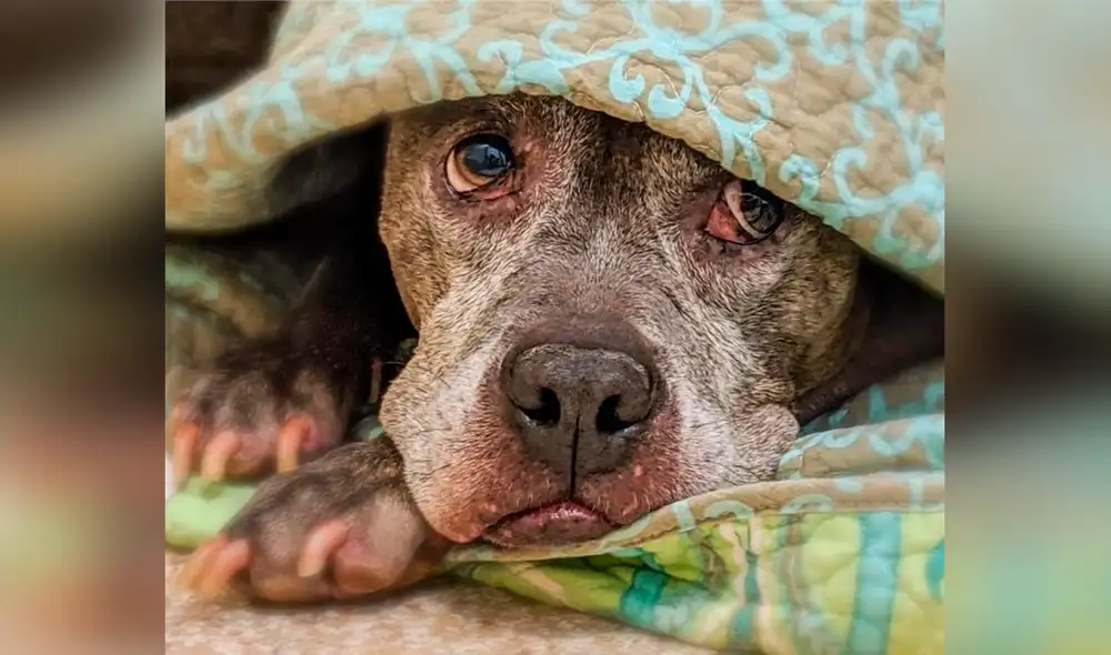 Desliza las imágenes para conocer a Lars, el perrito que abandonado debido a su avanzada edad. Foto: Facebook
