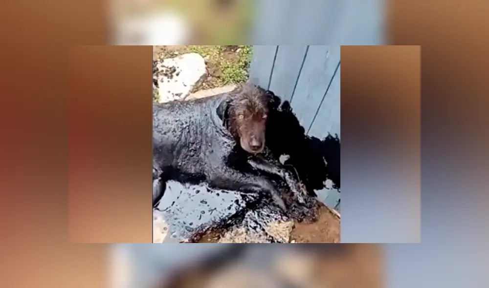 Desliza hacia la izquierda para ver cómo luce el perro que se ha vuelto viral en YouTube.