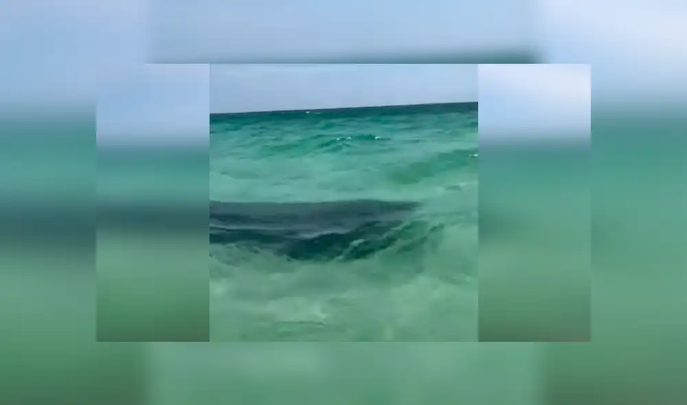 YouTube viral: extraño animal emerge del mar y bañistas quedan aterrados con su aspecto [VIDEO] 