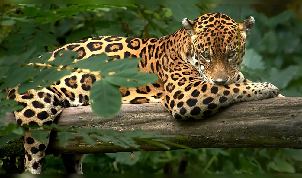 Científicos intentan evitar que la chinchilla, otorongo y manatí se extingan 