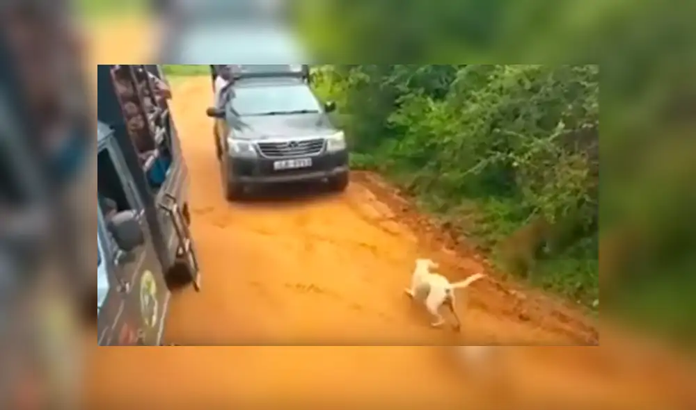 YouTube viral: perro ingresa a peligroso campo de depredadores, aparece leopardo y sucede lo peor [VIDEO] 