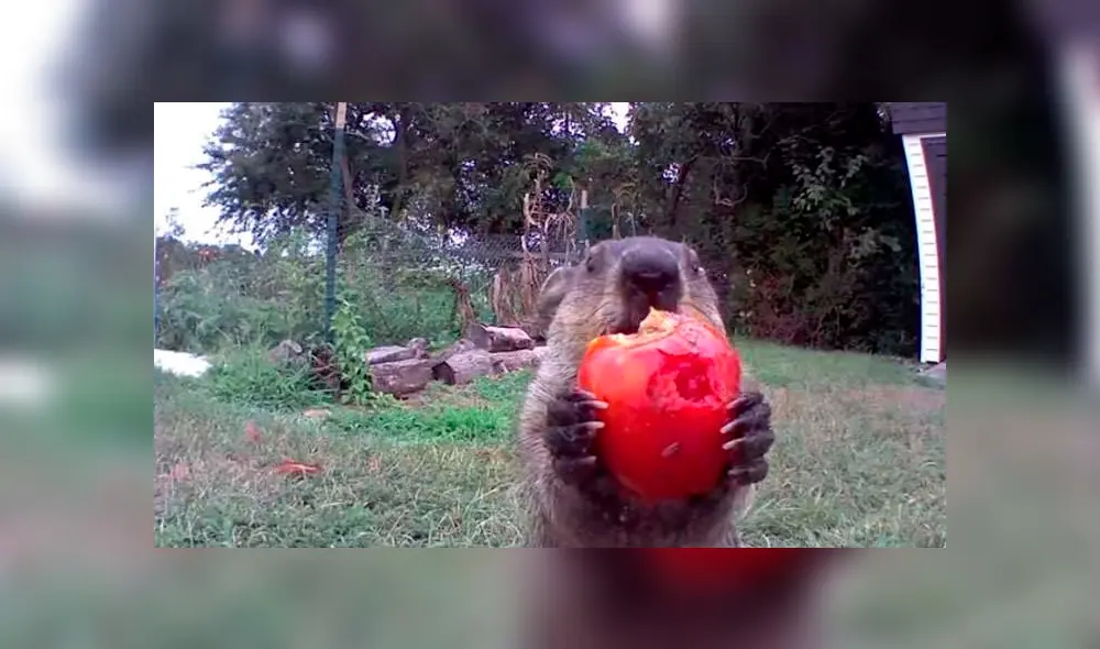 Desliza para ver los detalles del video viral de Facebook. Foto: Captura.