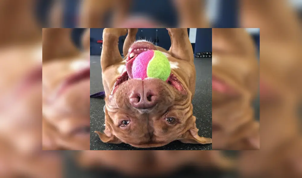 Desliza las imágenes hacia la izquierda para conocer la emotiva historia de un perro que fue acogido de un refugio. Foto: Lisa Reilly. Desliza las imágenes hacia la izquierda para conocer la emotiva historia de un perro que fue acogido de un refugio. Foto: Lisa Reilly.