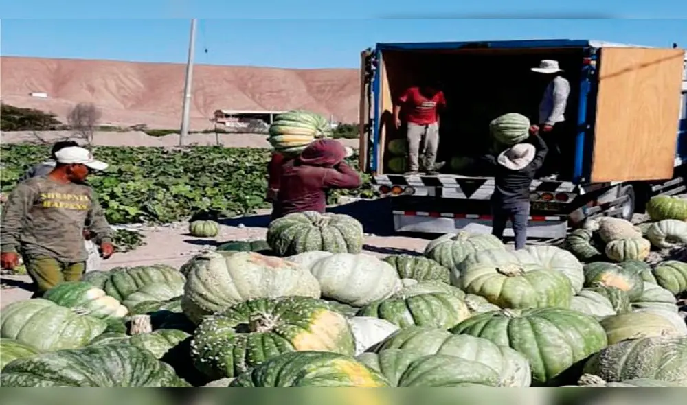 Tacna: alistan exportación de 2.500 toneladas de zapallo a Chile