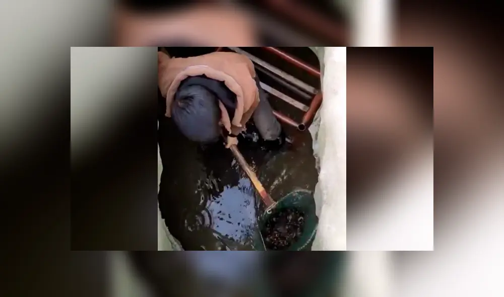 Facebook viral: Niño entra a pozo y descubre 'aterradoras' criaturas que sorprenden a miles [VIDEO]