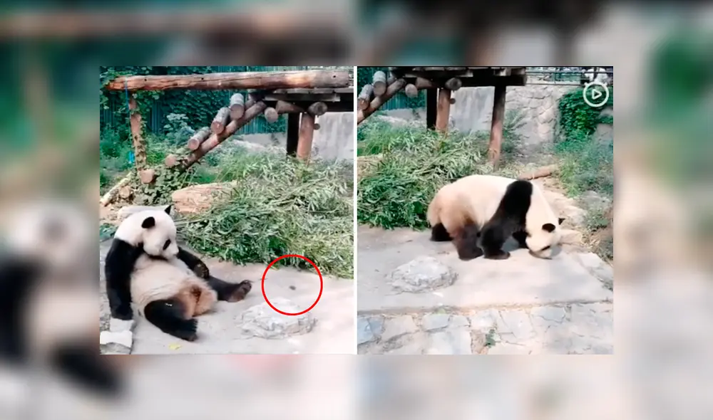 Indignación por turistas que lanzan piedra a panda por diversión