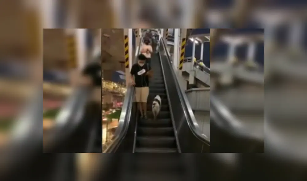 Desliza las imágenes para ver más del gracioso comportamiento que tuvo este perrito al probar las escaleras eléctricas. (Foto: captura)