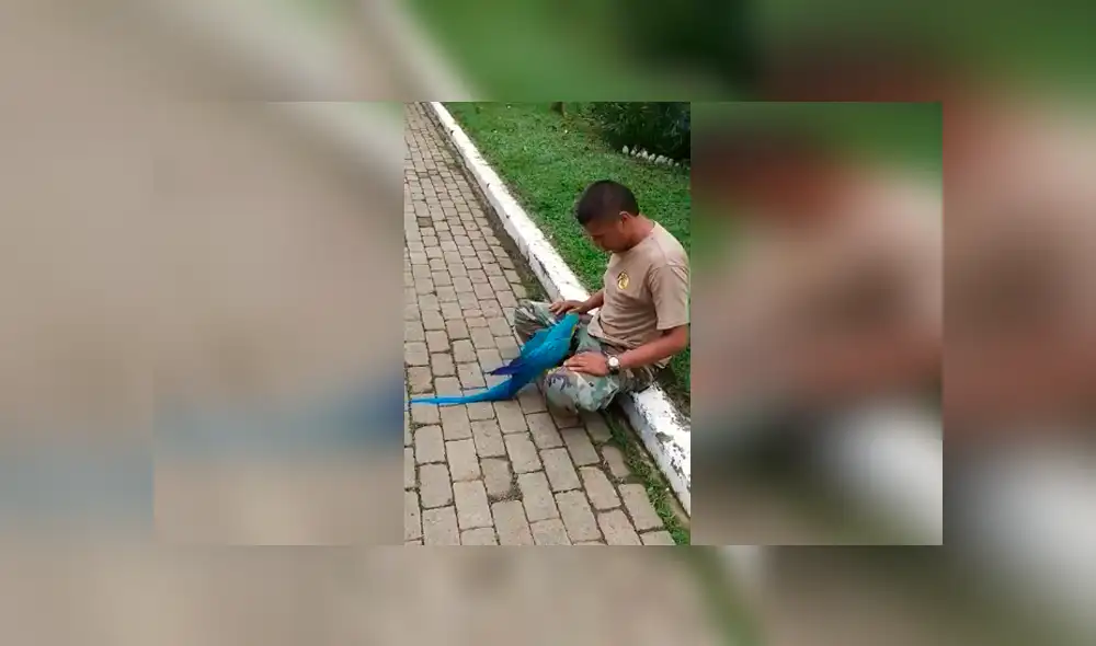 Desliza las imágenes para apreciar el emotivo comportamiento de un guacamayo al recibir unos mimos de su cuidador.