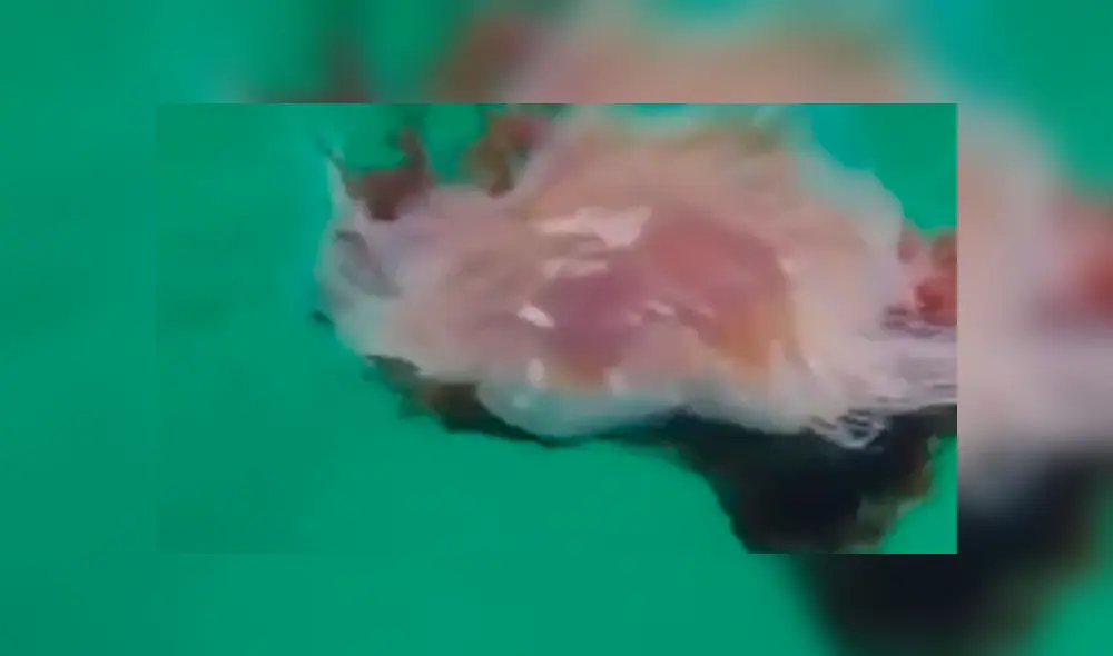 Las hermanas suelen encontrar inusuales criaturas, pero nunca habían visto una medusa tan grande. Foto: Newstalk