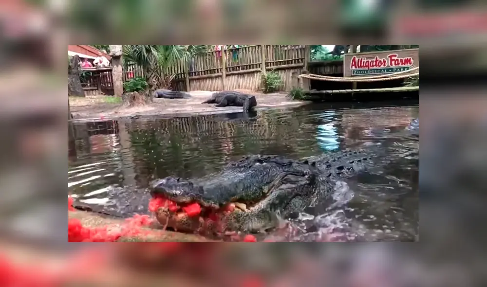 Hombre arroja sandía a la boca de enorme cocodrilo y este la destroza en mil pedazos [VIDEO] 