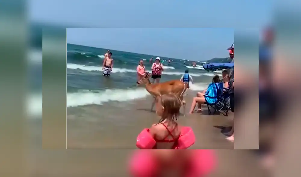 Bañistas se encuentran 'cara a cara' con ciervo dentro de playa.