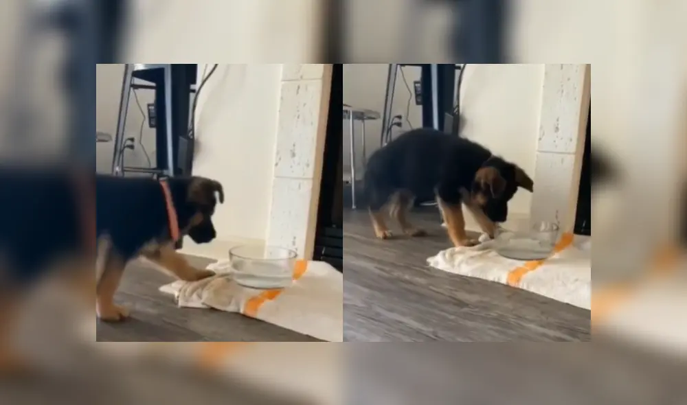 Desliza a la izquierda para ver más imágenes de la divertida escena protagonizada por un perro que se hizo viral en YouTube.