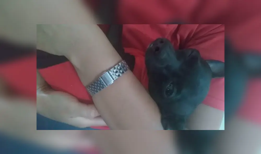 Desliza las imágenes para observar la acción de un perro bebé al escuchar a su dueña interpretar su canción favorita. Foto: Captura. Desliza las imágenes para observar la acción de un perro bebé al escuchar a su dueña interpretar su canción favorita. Foto: Captura.