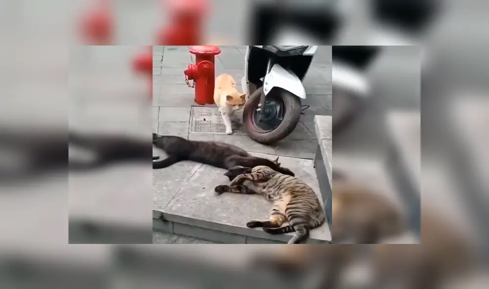 Facebook viral: gata encuentra a su pareja siéndole ‘infiel’ con otra felina a la que abrazaba 