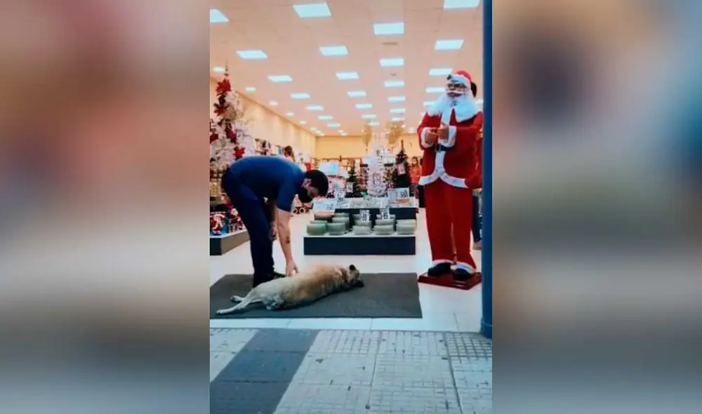 Desliza las imágenes para ver el amoroso gesto que tuvo este joven vendedor con este can callejero. Foto: captura de TikTok/Natacha Piquet