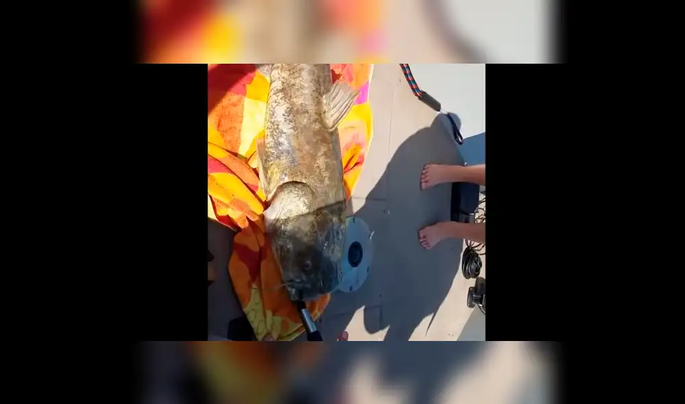 YouTube viral: gigantesco 'pez gato' aparece y encuentran increíble criatura en su interior [VIDEO]