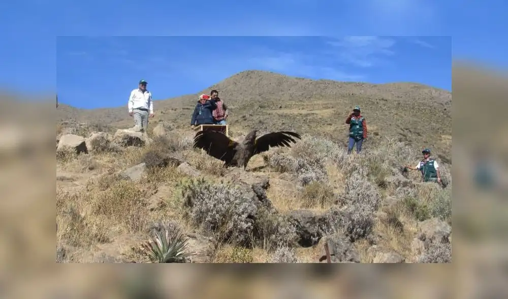 Cóndor Wayra Cóndor Wayra