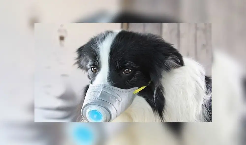 China: colocan mascarillas a perros para protegerlos del coronavirus [FOTOS]
