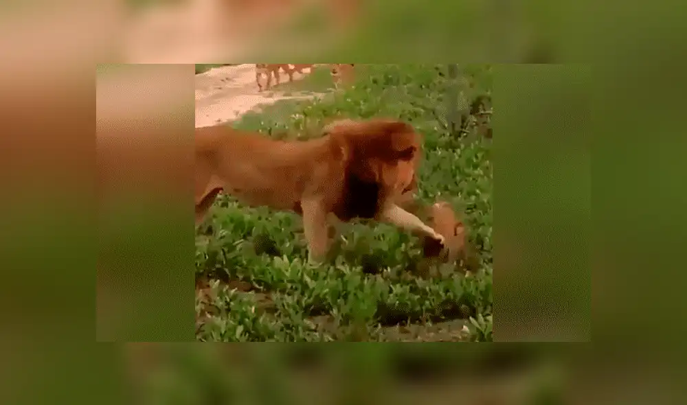 YouTube viral: León golpea a su cachorro, pero la madre lo descubre y le da su merecido [VIDEO] 