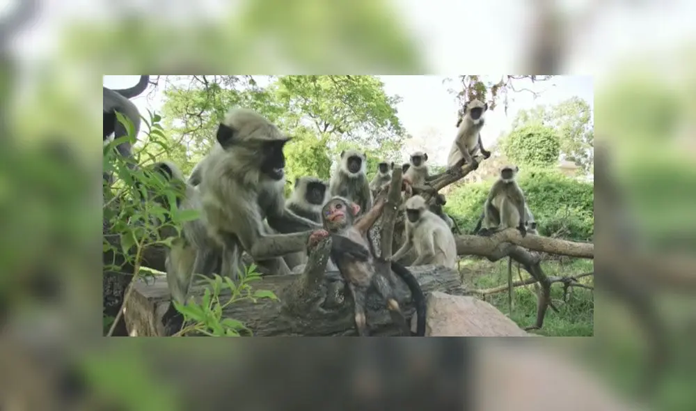 Desliza para enterarte qué sucede cuando ponen un mono robot en medio de un grupo de primates. Foto: Captura