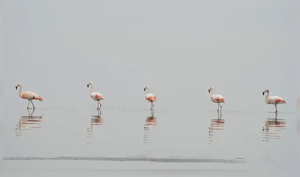 Serfor y otras instituciones aliadas realizarán censo de flamencos entre el 01 y 10 de febrero. Serfor y otras instituciones aliadas realizarán censo de flamencos entre el 01 y 10 de febrero.