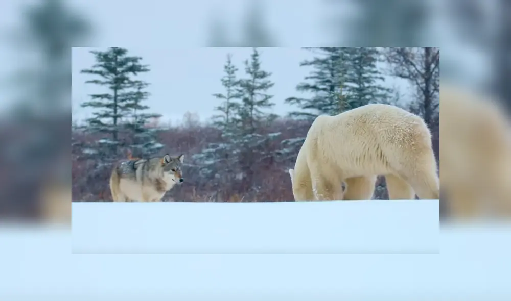 Los lobos acorralaron a la enorme criatura que descansaba tranquilamente sobre la nieve. Foto: National Geographic Los lobos acorralaron a la enorme criatura que descansaba tranquilamente sobre la nieve. Foto: National Geographic