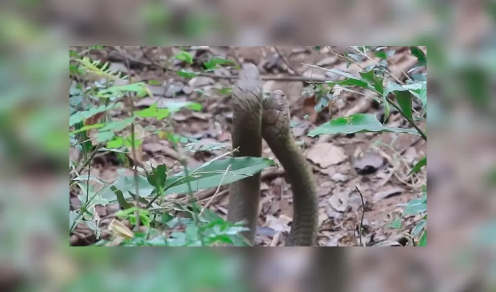 Desliza para ver los detalles del video viral publicado en YouTube. Foto: Captura. Desliza para ver los detalles del video viral publicado en YouTube. Foto: Captura.