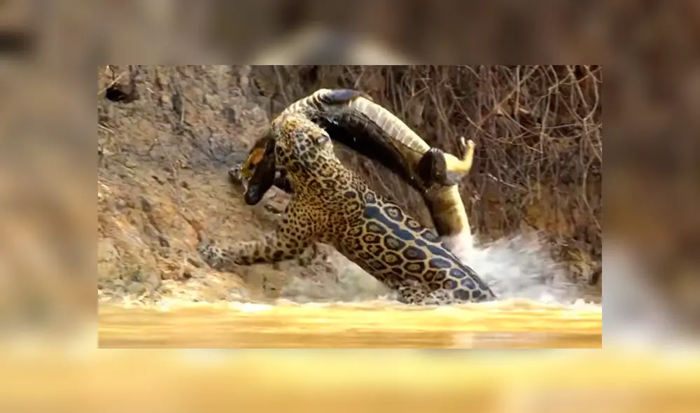 Un turista grabó en un video viral de YouTube el feroz ataque que sufrió un cocodrilo en las garras de un hambriento jaguar que ingresó al lago para cazarlo.