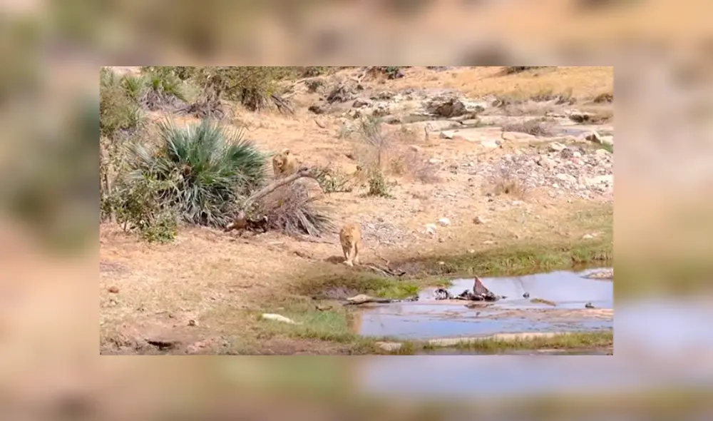 Desliza hacia la izquierda para ver el enfrentamiento de una manada de hienas con leones. Video es viral en YouTube. Desliza hacia la izquierda para ver el enfrentamiento de una manada de hienas con leones. Video es viral en YouTube.