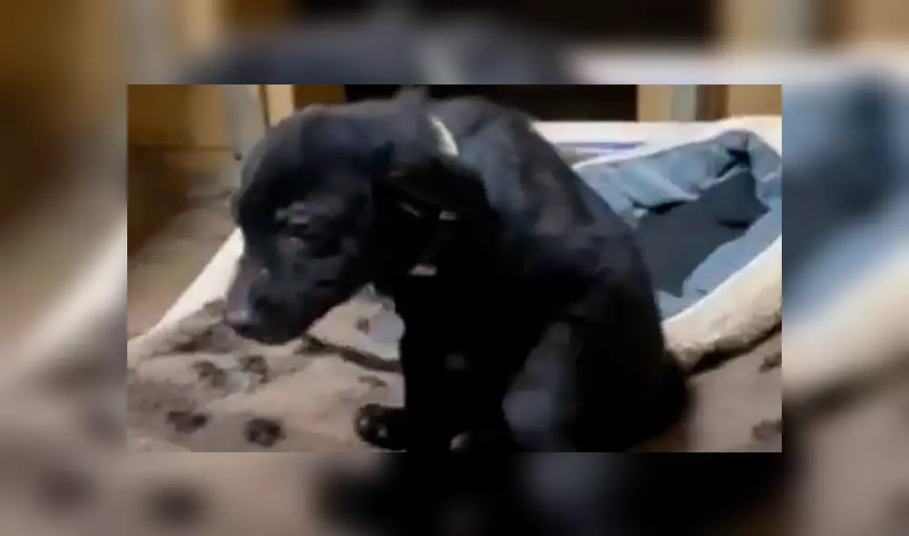 Desliza a la izquierda para ver las tiernas imágenes de este cachorro. (Foto: Facebook) Desliza a la izquierda para ver las tiernas imágenes de este cachorro. (Foto: Facebook)