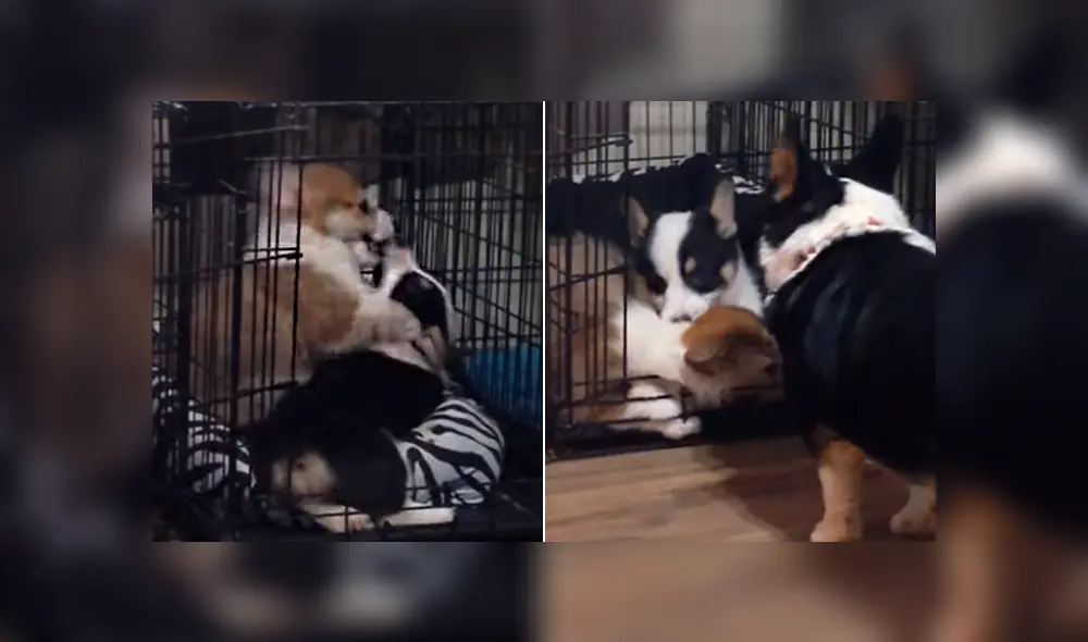 Desliza para ver las imágenes de Facebook. Foto: captura Desliza para ver las imágenes de Facebook. Foto: captura