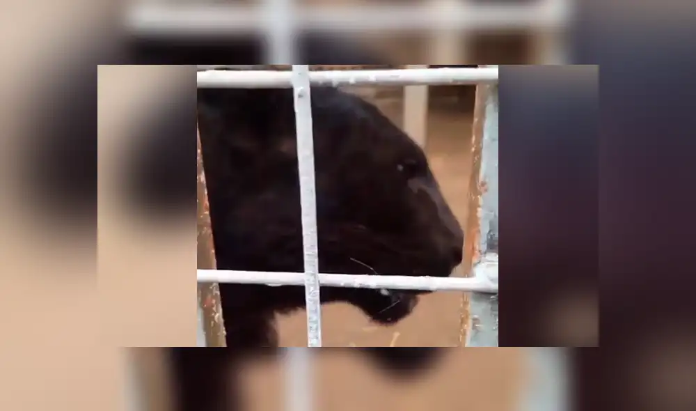 Turista se topa con voraz pantera y se acerca demasiado al animal. Turista se topa con voraz pantera y se acerca demasiado al animal.