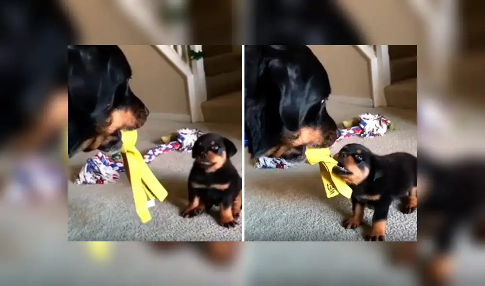 Desliza las imágenes para apreciar la divertida escena protagonizada por un cachorro y la otra mascota de su dueño. Desliza las imágenes para apreciar la divertida escena protagonizada por un cachorro y la otra mascota de su dueño.