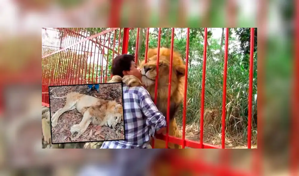 Su cuidadora solicita que sea trasladado nuevamente al refugio Villa Lorena. (Foto: 90 Minutos) Su cuidadora solicita que sea trasladado nuevamente al refugio Villa Lorena. (Foto: 90 Minutos)