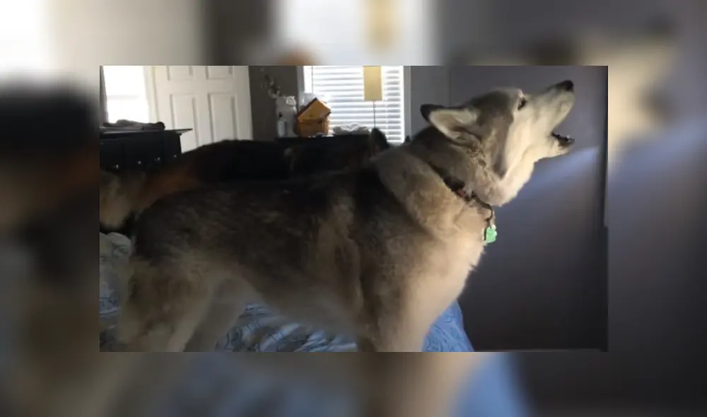 Video es viral en TikTok. Mujer grabó el singular comportamiento que tuvo el can cuando intentó levantarlo de la cama. Fotocaptura: YouTube Video es viral en TikTok. Mujer grabó el singular comportamiento que tuvo el can cuando intentó levantarlo de la cama. Fotocaptura: YouTube