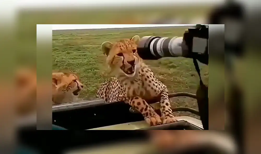 Desliza hacia la izquierda para ver el temible encuentro de un fotógrafo con los guepardos, escena que es viral en Facebook. Desliza hacia la izquierda para ver el temible encuentro de un fotógrafo con los guepardos, escena que es viral en Facebook.