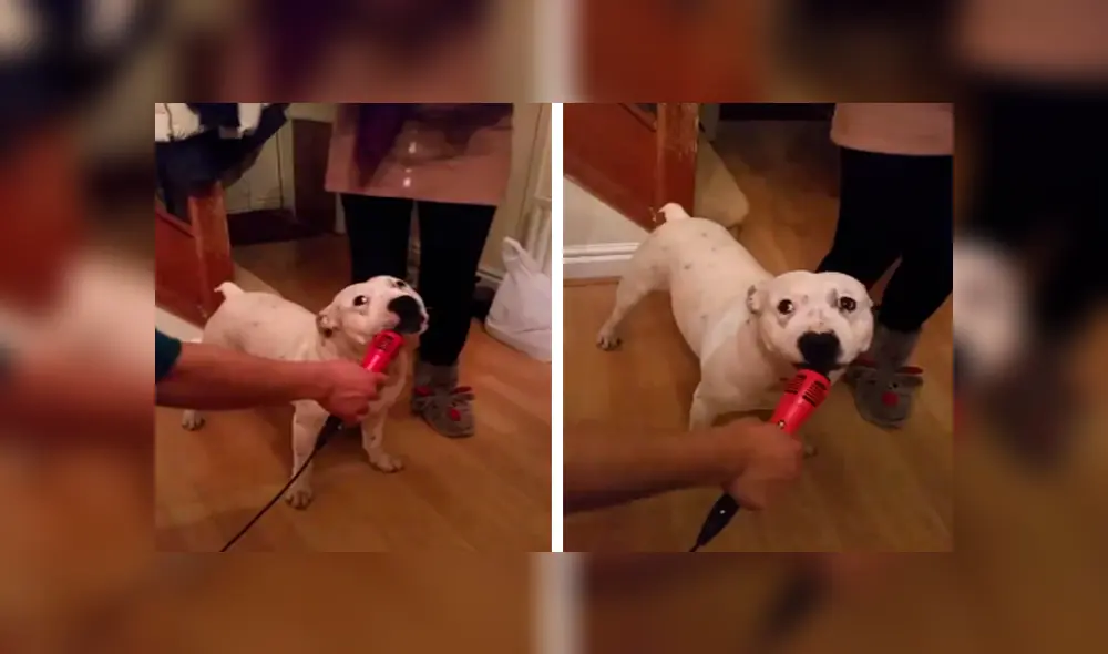 En Facebook, un curioso perro quiso ‘interpretar’ una graciosa canción al acompañar a su dueña en el karaoke.
