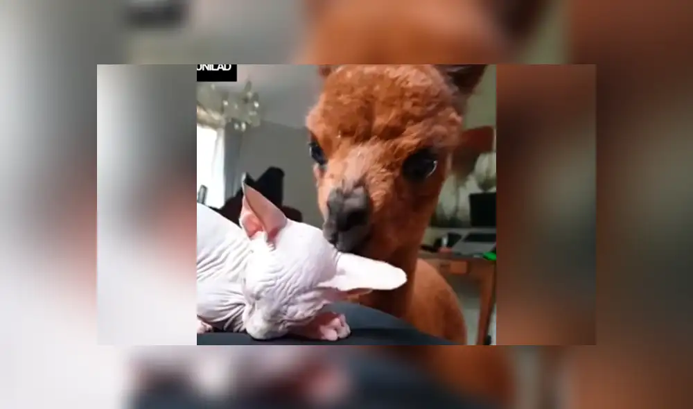 Facebook: alpaca peruana tiene inquietante gesto con ‘gata esfinge’ y ella reacciona así [VIDEO]