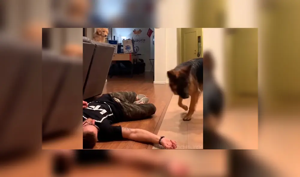 Hombre se desvaneció delante de sus mascotas para ver cómo reaccionaban en caso necesitara ayuda. El curioso desenlace se hizo viral en Facebook Hombre se desvaneció delante de sus mascotas para ver cómo reaccionaban en caso necesitara ayuda. El curioso desenlace se hizo viral en Facebook