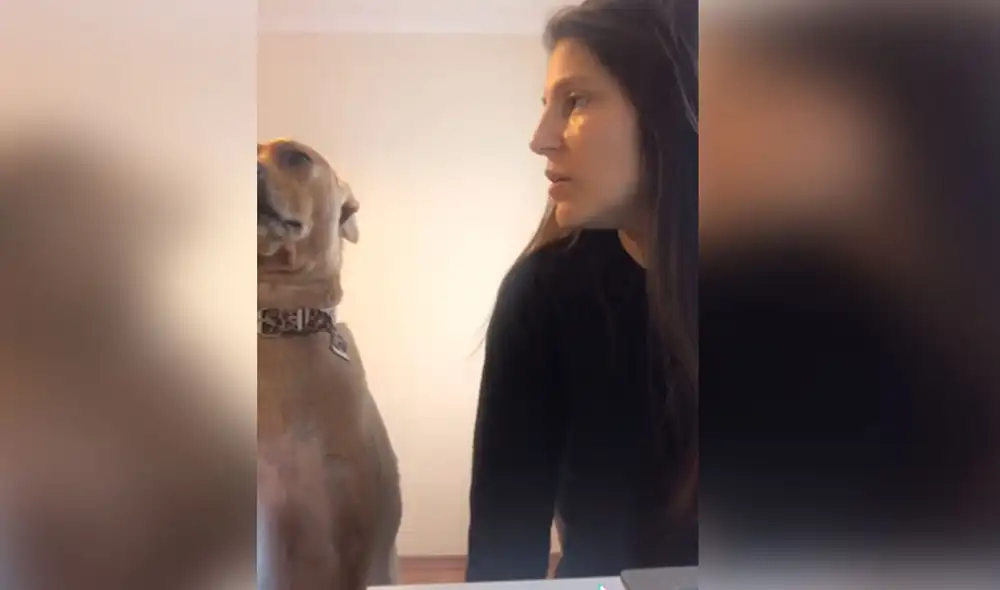 Desliza hacia la izquierda para ver más imágenes de esta peculiar 'conversación' entre una joven y su perro. Foto: captura de TikTok
